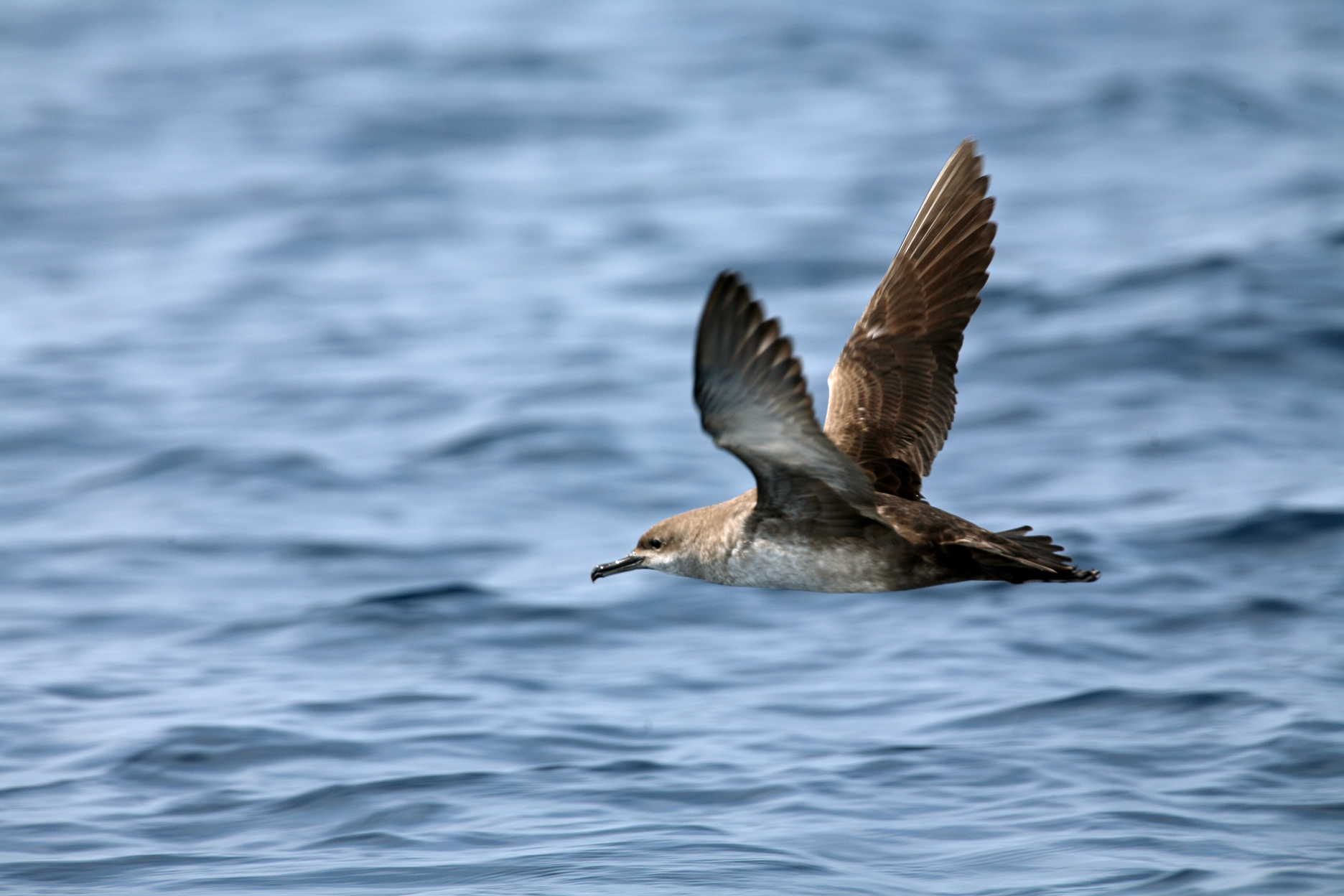 +Seabirds. Recovery of the Balearic shearwater and other Balearic marine birds