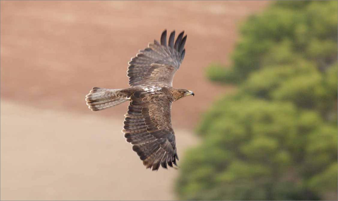 &aacute;guila coabarrada