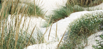 Dunas