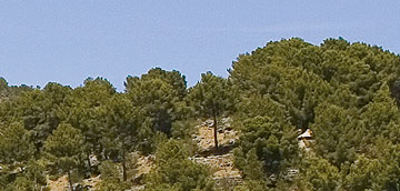 Pinos