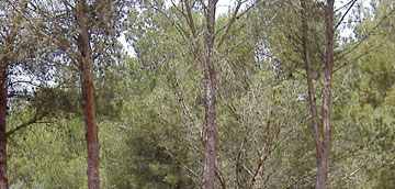 Pinos