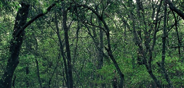 Pinos