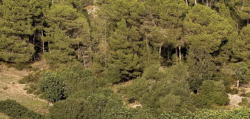 Pinos