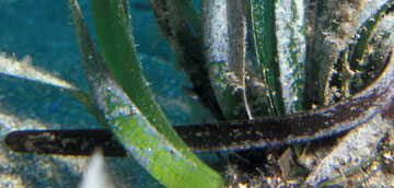 Posidonia