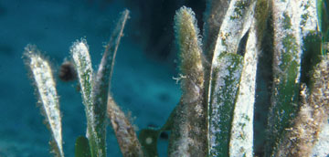 Posidonia