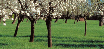 Almendros