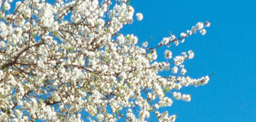 Almendros