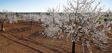 Almendros