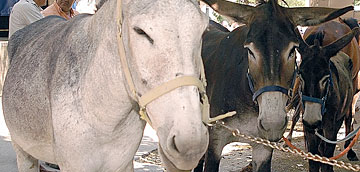 Burros