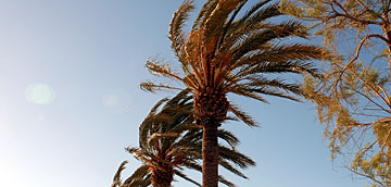 Palmeras