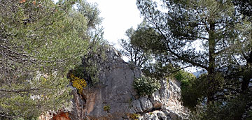 Pinos