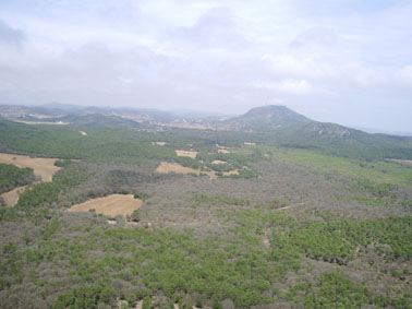 Eruga peluda de l'alzina - Zona greument afectada a Menorca.